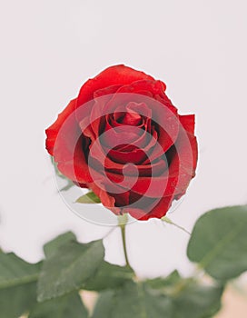 Close-up of natural red roses with thorns