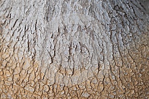 Natural root texture background material