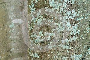 Natural root texture background material