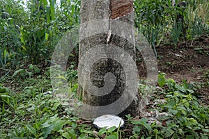 De cerca goma trampa goma un árbol de goma fluye un tazón 