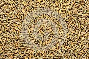 Close up of natural rye grains background