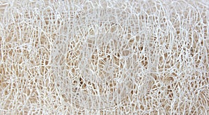 Close up natural sponge vegetable Luffa or zucchini sponge for body scrubbing.