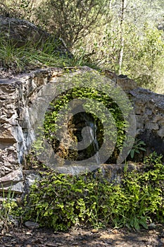 close-up of a natural water source with moss and lichens in a mountainous environment