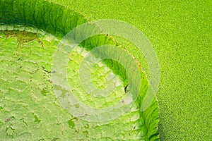 Close up nature details of Giant Amazon water lily Victoria amazonica