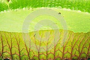 Close up nature details of Giant Amazon water lily Victoria amazonica