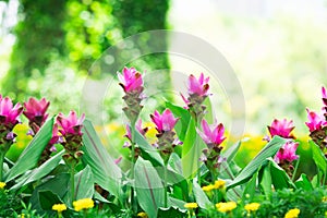 Close up nature of pink flower, natural pink Siam tulip flower on field using as  background or wallpaper