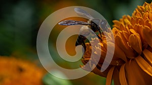 Close-up of Nature\'s Colors: Honeybee Pollinating Marigold Flower in Vibrant Orange and Green