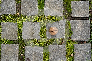 Close-up of nature taking over cobblestone pavement