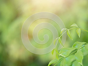 Close up nature view of green leaf on blurred greenery background in garden with copy space using as background natural green