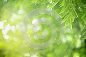 Close up of nature view green leaf on blurred greenery background under sunlight with bokeh and copy space using as background