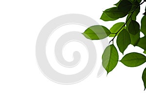 Close up of nature view green leaf on white isolated  background under sunlight with copy space using as background natural plants
