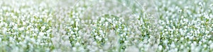 Close up of nature view mini white flower and grass on blurred green leaf background under sunlight with bokeh and copy space