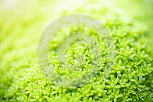 Close up of nature view moss green leaf on blurred greenery background under sunlight with bokeh and copy space using as