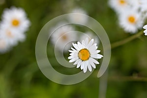 Close-up. Nature. White daisy blooms with selective focus on the field in the summer. Nature background with blossoming