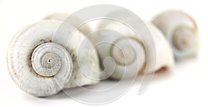 Close up nautilus shell photo