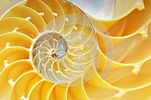 Close-up of a Nautilus Shell