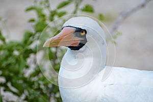 Close Up Nazca Booby on Genovesa Island, Galapagos Islands, Ecuador, South America