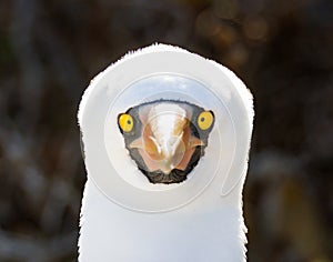 Close up of a Nazca booby Sula granti Genovesa Island, Galapagos Islands, Ecuador