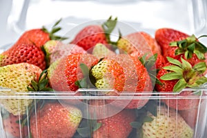 Close up near ripe red strawberry in plastic transparency pack, on white background