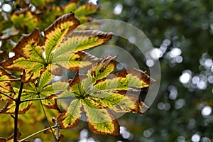 Close-up of necrosis damage to the colorful leaves from salt or dry weather. Aesculus Hippocastanum, The Horse Chestnut.