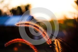 Close up needle grass flowers field, blooming with reflection light from sunset in the evening nature background