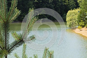 Close-up of the needle leaves of the Abies Alba tree.