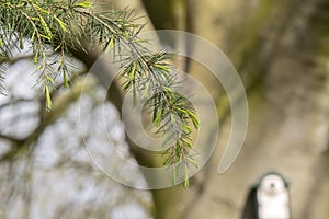 Close Up Needles Of A Cedrus Deodara Tree At Amsterdam The Netherlands 4-4-2024 photo
