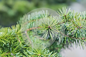 Close-up of needles on fir tree branch in forest in springtime