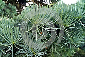 Close up needles of pine growing from the branches.