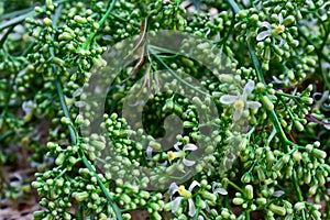 Close-up Neem leaves and flowers