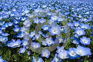 Close up Nemophila, Japan photo