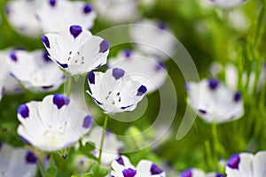 Close up of nemophila maculata