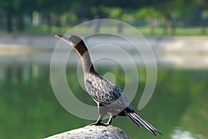A close-up of neotropic cormorant.