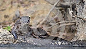 Close up of a neotropical otter