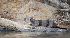 Close up of a neotropical otter lying on a fallen tree on a riverbank
