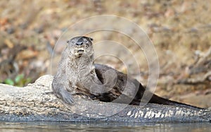 Close up of a neotropical otter lying on a fallen tree on a riverbank photo