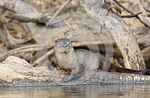 Close up of a neotropical otter