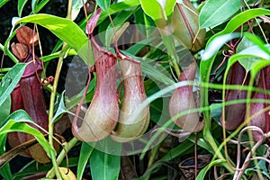 Close-up Nepentes, or Pitcher pot, is a predatory, carnivorous tropical plant. The picture was taken in the botanical garden