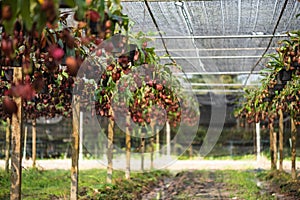 Close up of Nepenthes also called tropical pitcher plants or monkey cups in the plant nursery garden farm