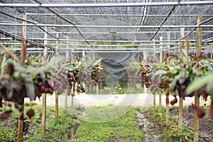 Close up of Nepenthes also called tropical pitcher plants or monkey cups in the plant nursery garden farm