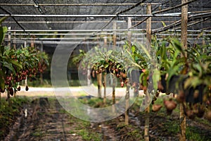 Close up of Nepenthes also called tropical pitcher plants or monkey cups in the plant nursery garden farm