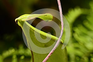 Close up on a Nepenthes a Carnivorous plant