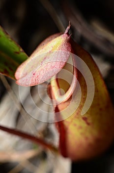 Close up on a Nepenthes a Carnivorous plant