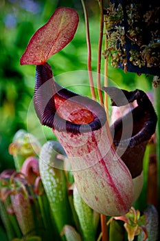 Close up of a Nepenthes carnivorus pitcher plant