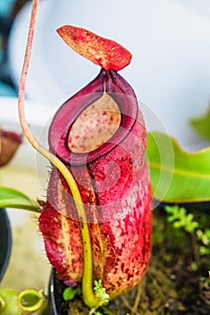Close up of Nepenthes pitcher plant. Nepenthes Hookeriana Tricolors, pitcher family