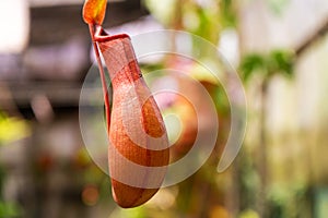 Close up Nepenthes plant in the Cloud Forest