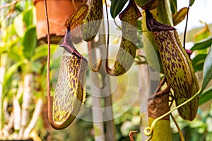 Close up Nepenthes plant in the Cloud Forest