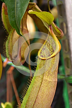 Close up Nepenthes plant in the Cloud Forest