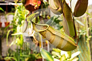 Close up Nepenthes plant in the Cloud Forest