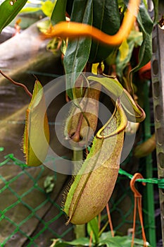 Close up Nepenthes plant in the Cloud Forest